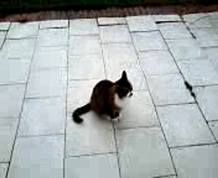 Chat