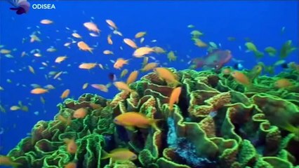 La vida secreta de los peces, 1  Códigos de color