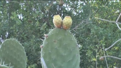 Dikenli İncir"İn Zahmetli Hasadı