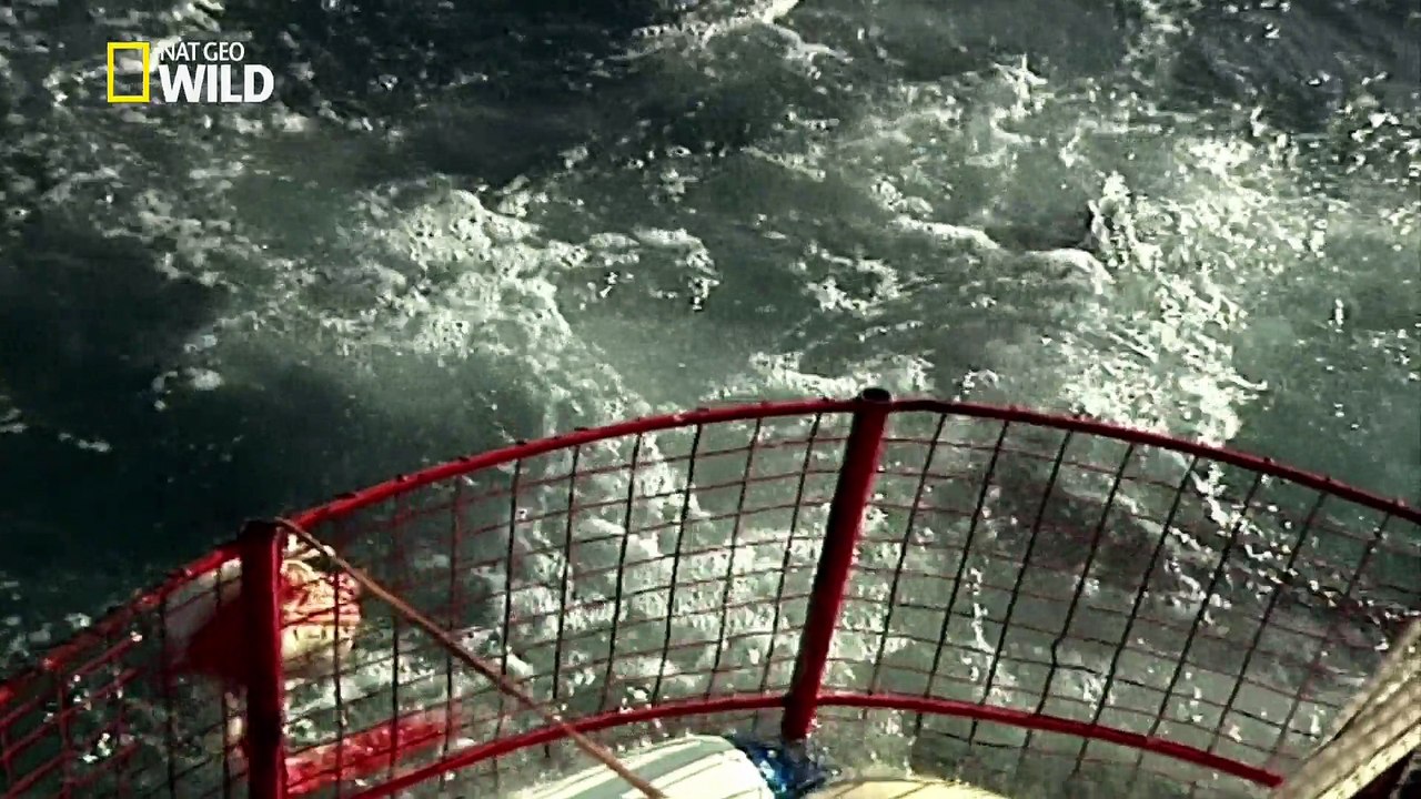 L'adaptation extraordinaire du requin blanc