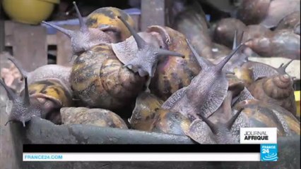 Côte d'Ivoire : l'escargot, le secret d'initié dont tous les Ivoiriens raffolent !