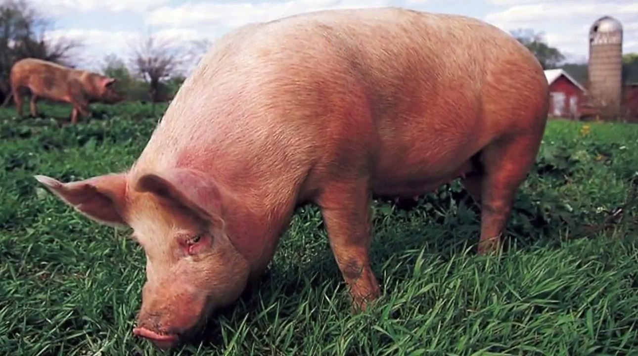 The Bible Unlocked The Pork Deception