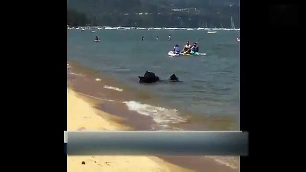 Une famille d'Ours s'offre une baignade a la Mer