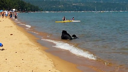 Família de ursos surpreende banhistas
