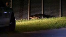 Alligator captured in Florida parking lot