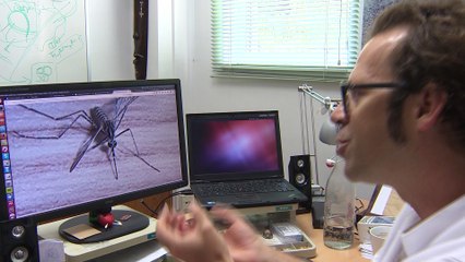 Una app para alertar sobre el mosquito del zika