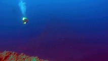 Ce plongeur découvre un énorme Sunfish géant... Dingue