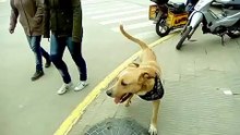 Perro de tres patas y pañuelo en el centro de Chacabuco