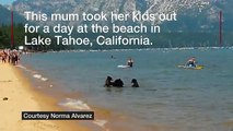 Bear family frolick on Lake Tahoe beach !!