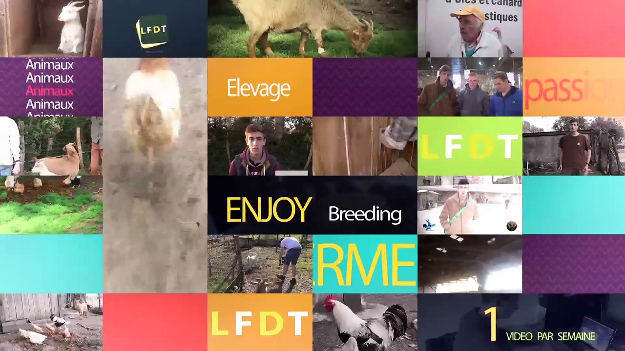 Préparation des sols à colza (Partie 1) - JD6930/Huard x4