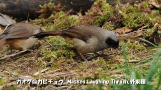 2009年11月22日撮影の野鳥 (Nikon D300s)