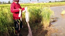 Net fishing in a deepwater rice field by Khmer People | Net fishing in Cambodia \kh