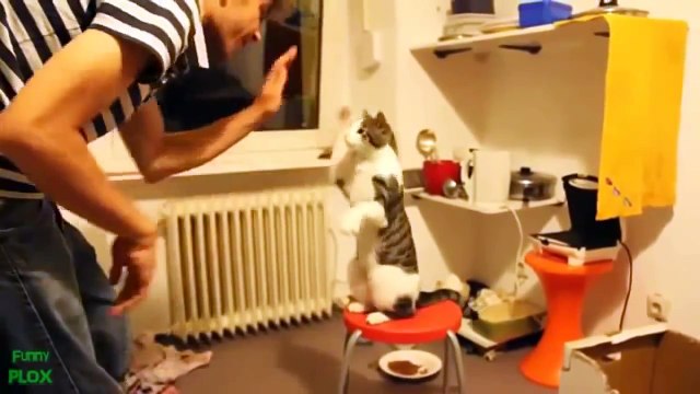 Самые смешные и прикольные животные планеты/