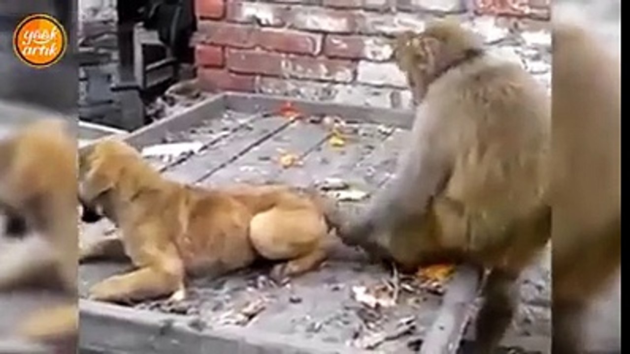 Majmuni vs Qeni