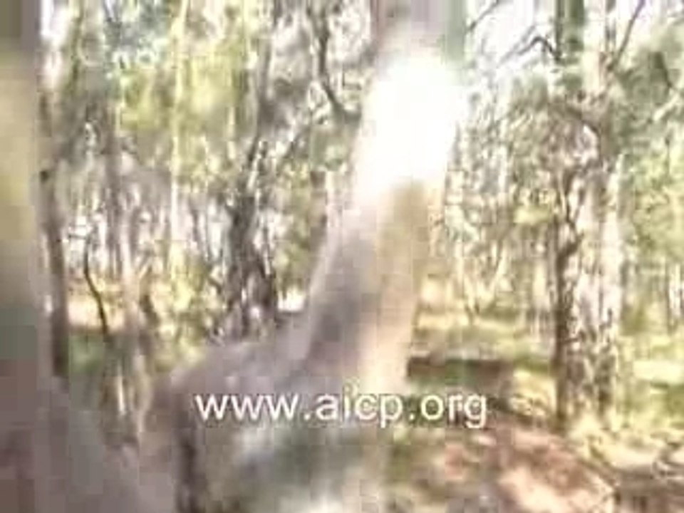 Islam,un arbre qui s'incline(ruku)en direction de la mecque