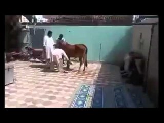 Funny Flying Kick By A Cow