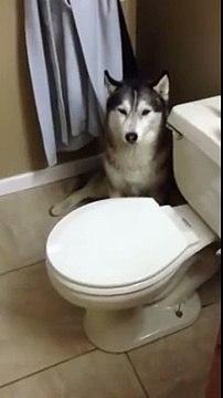 Ce pauvre chien n'aime pas les bains