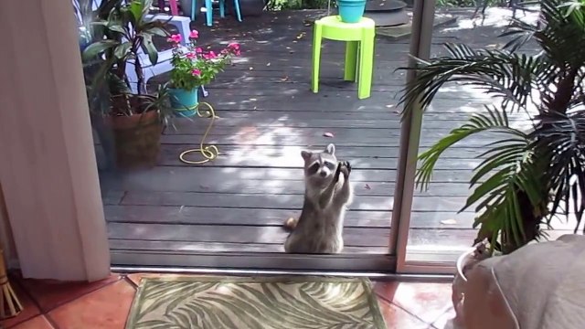Ce raton laveur cogne à la fenetre avec un cailloux pour demander à manger... Adorable