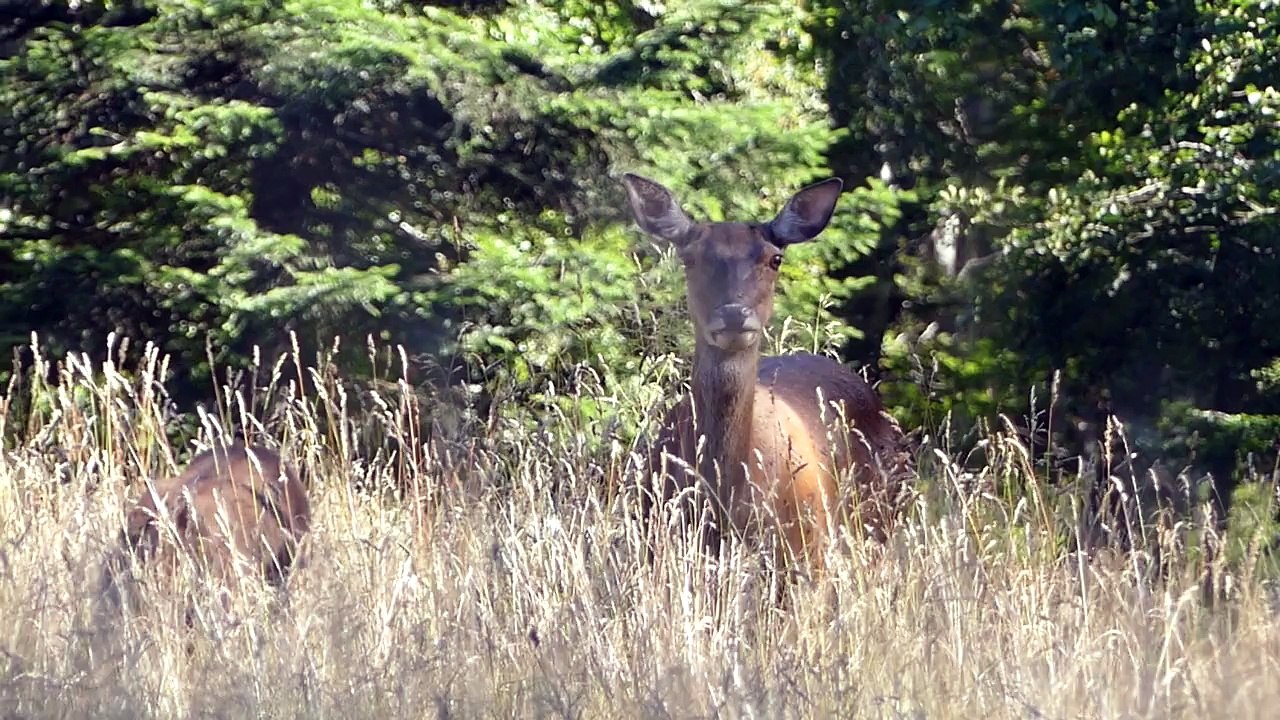 Une biche et son petit rencontrés sur une pelouse
