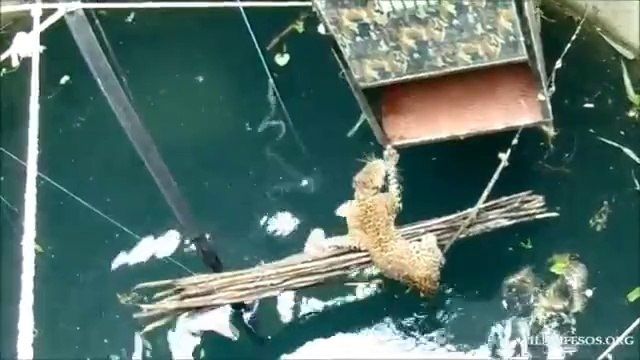 Ils sauvent un léopard au bord de la noyade après être tombé dans un puits