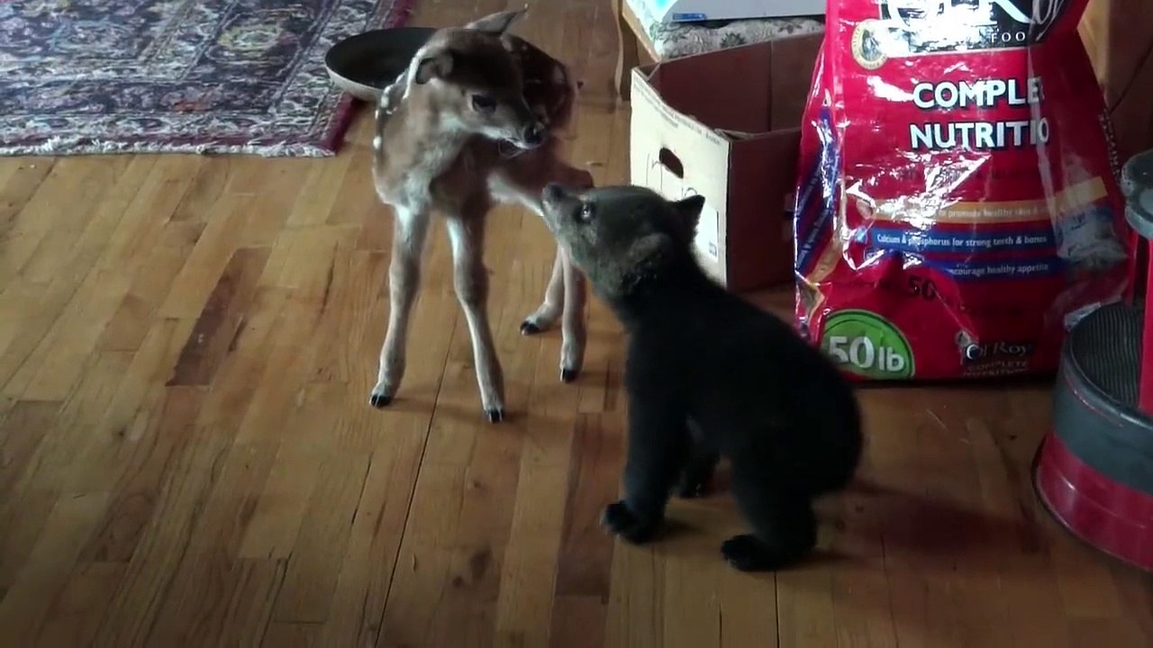 Un ourson et un faon font copain copain
