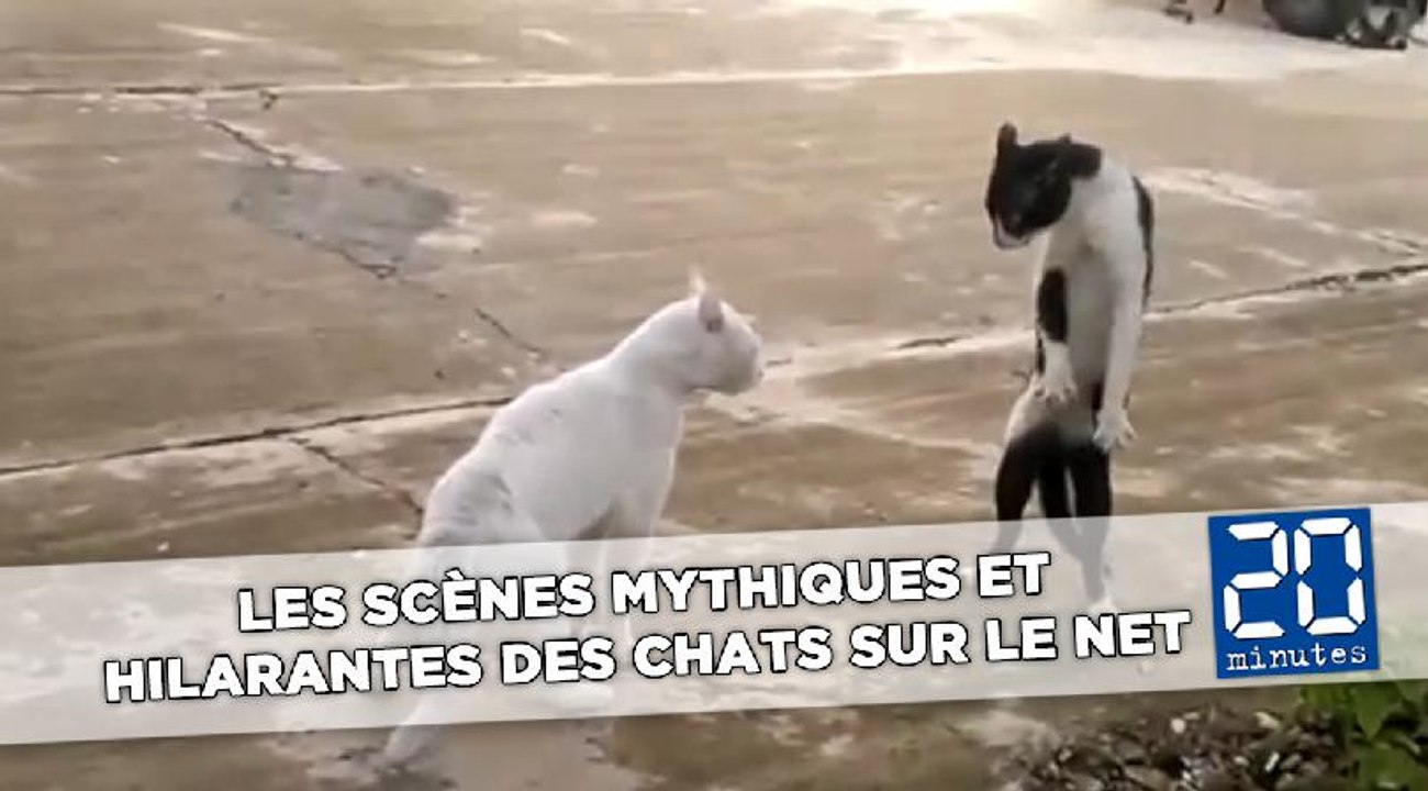 Les scènes mythiques et hilarantes des chats sur le net