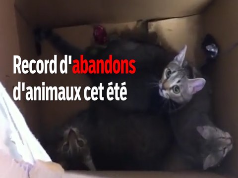 Record d'abandons d'animaux cet été