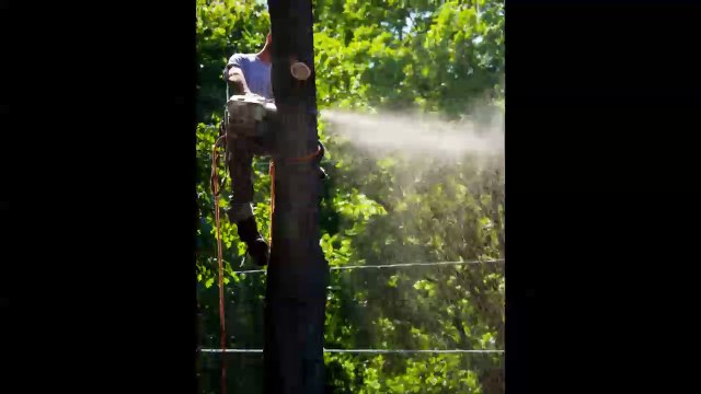 Arbor Works Tree Care - (989) 859-6378