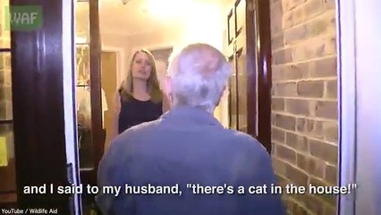 Fox cub rescued from a living room