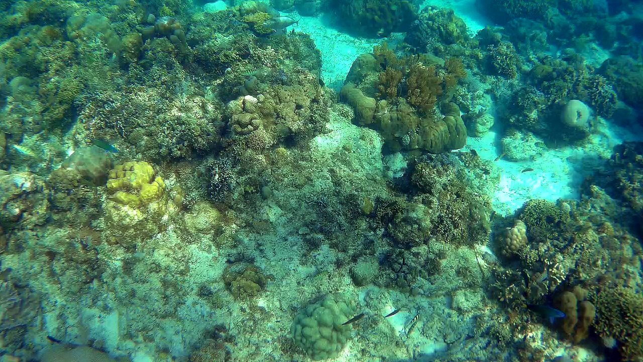 Snorkeling Part 2 - Bohol