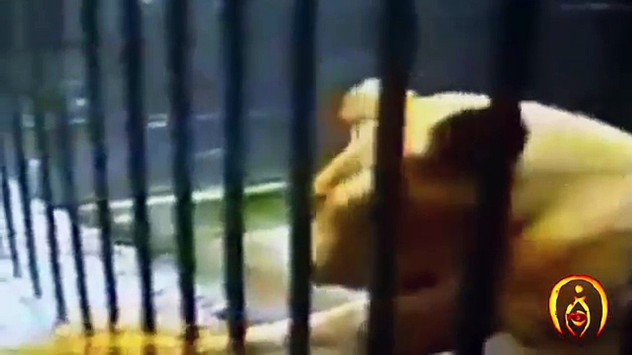CRAZY-lion-attacks-human
