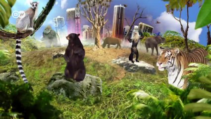 Perú: una especia amazónica en peligro | Global 3000