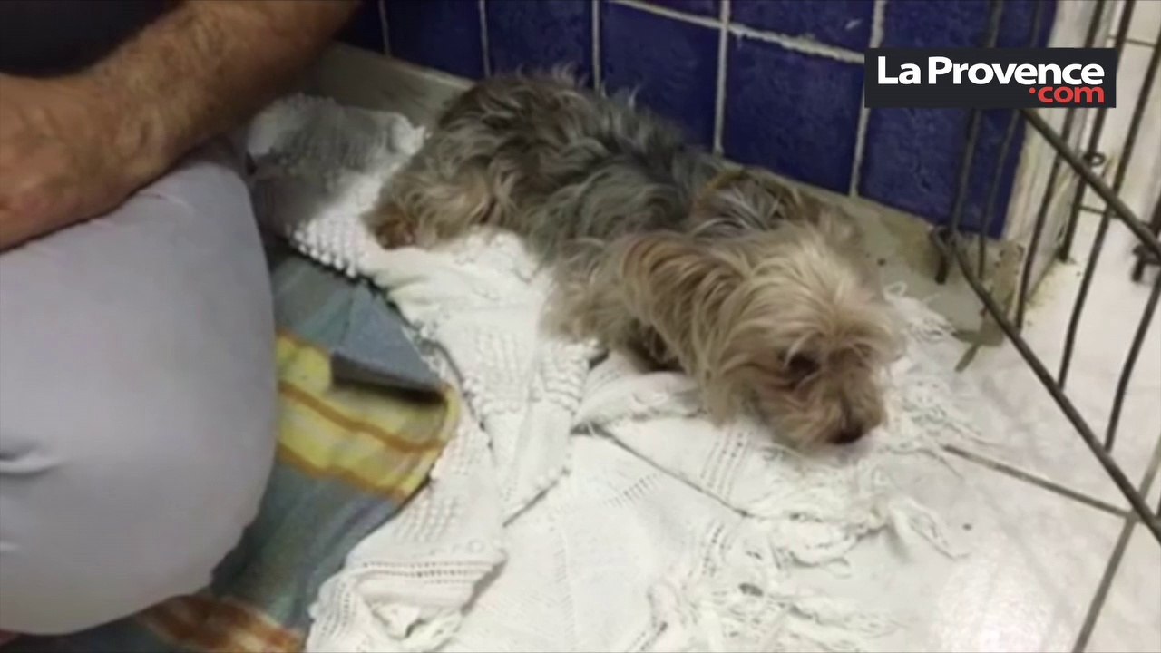 Un yorkshire jeté d'une voiture en marche : la SPA Marseille-Provence porte plainte