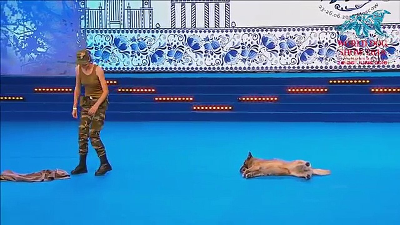 Ella Se Acuesta Al Lado Del Perro: Cuando Comienza La Musica Asistiran A Un Verdadero Espectaculo