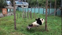 cutest panda having fun