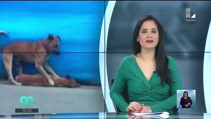 Perro Intentó "Revivir" A Su Compañero Tras Ser Atropellado