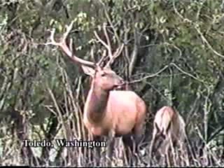 Cazador cazado