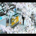 Cherry Blossoms VOST - Ext 3