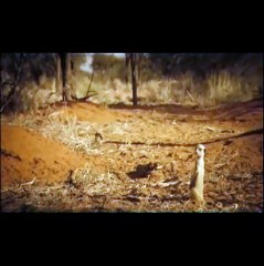 La famille Suricate- Making of