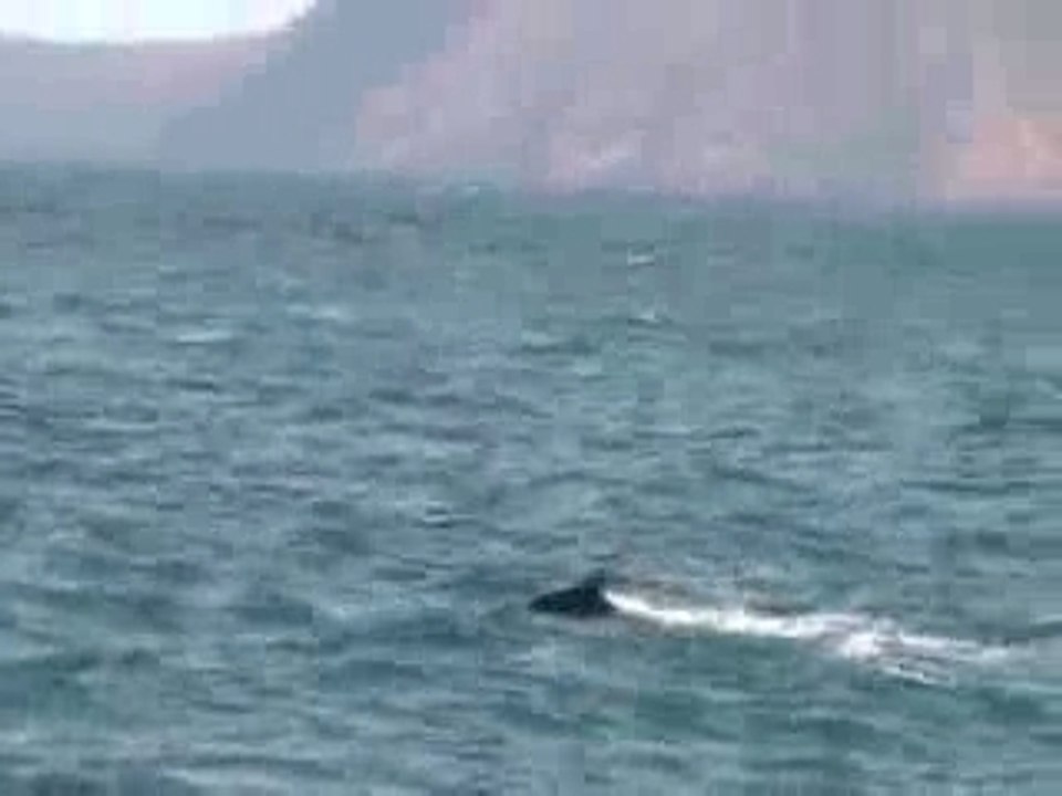 Baleines 1_0001