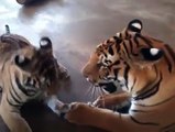 Equipa médica resgata tigre mal-tratado e transforma-o em um animal incrivelmente saudável!