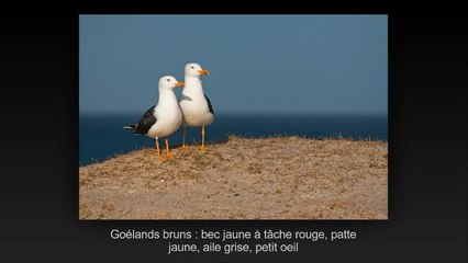 Testez vos Connaissances sur les Oiseaux Marins 🐦 - Quiz avec Solutions