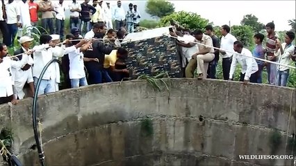 Sauvetage d'un léopard tombé dans un puits