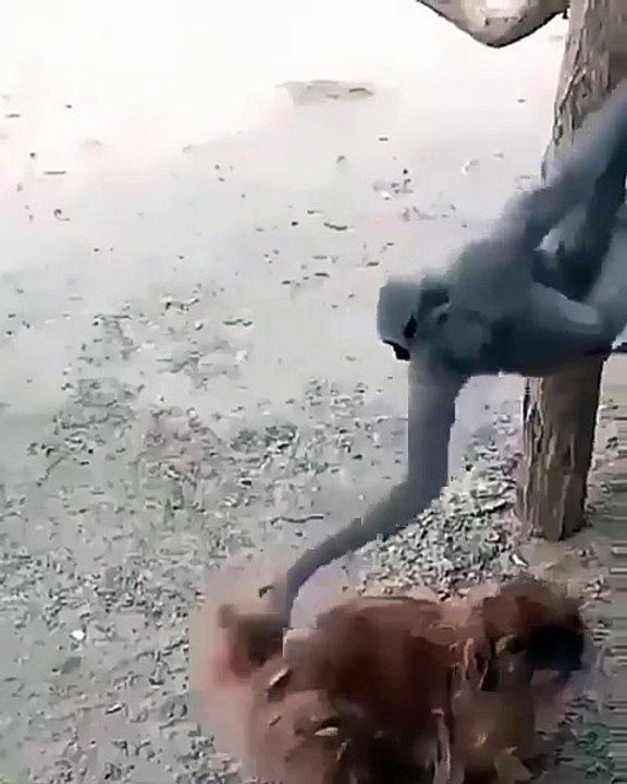 MONKEY FUNNY VIDEO