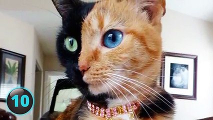 11 Cats You Won’t Believe Actually Exist!