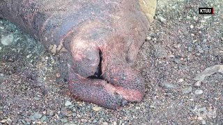 25 Walruses Found Killed On Alaskan Coast