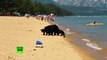 Captaron a una familia de osos en una playa