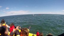 Cette énorme baleine se rapproche d'un bateau la gueule ouverte !  75/kh