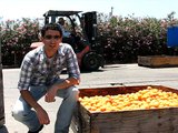 Drying Apricots with Bella Viva Orchards, making Dried Fruit on the farm