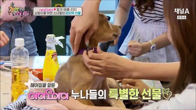 160805 아이오아이 개밥주는 남자 Ep 34 Cut (IOI A Man Who Feed Dogs)
